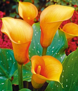 Calla zimmerpflanze